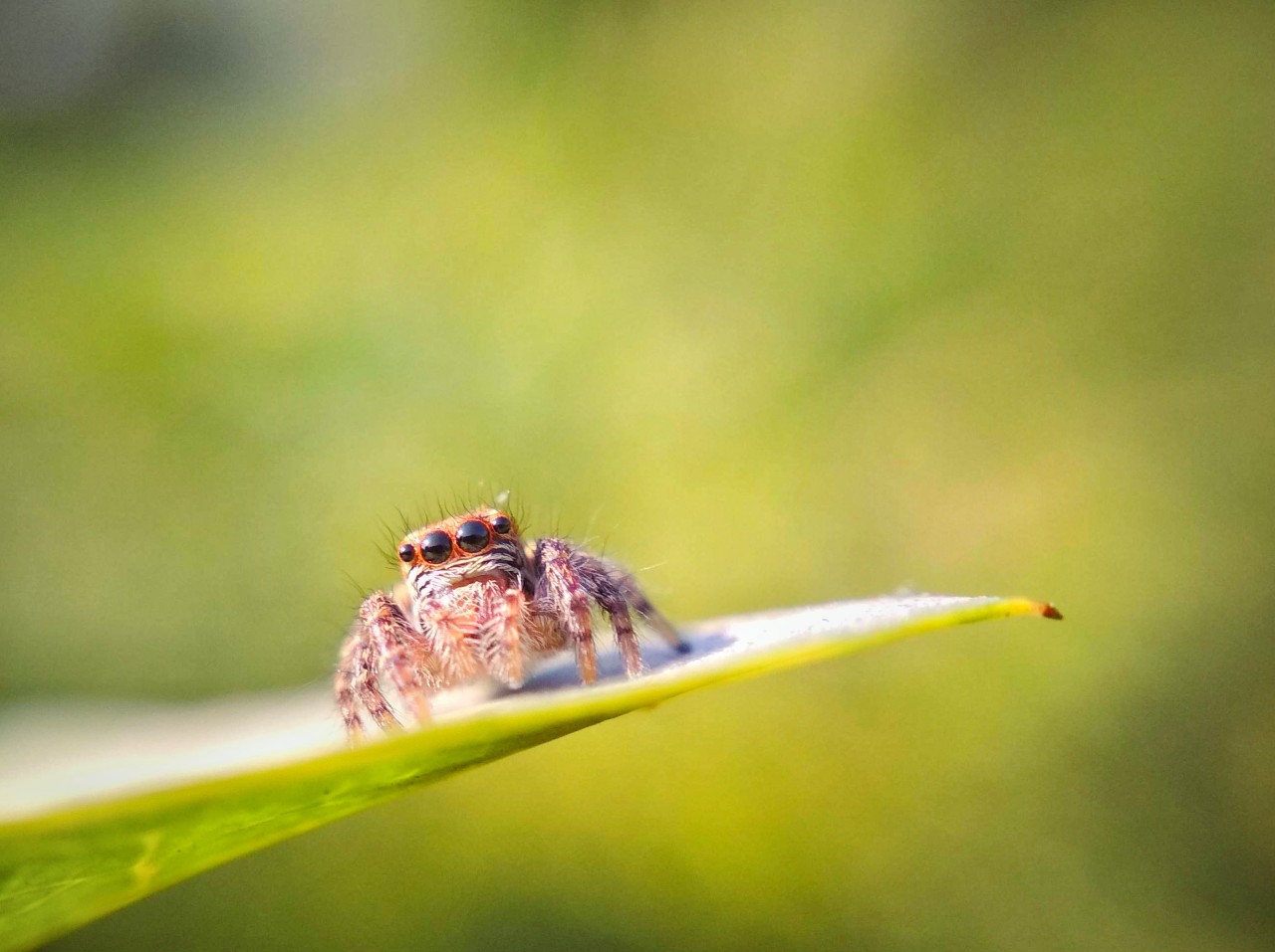 Free Macro photos. The unseen details right under our feet.
