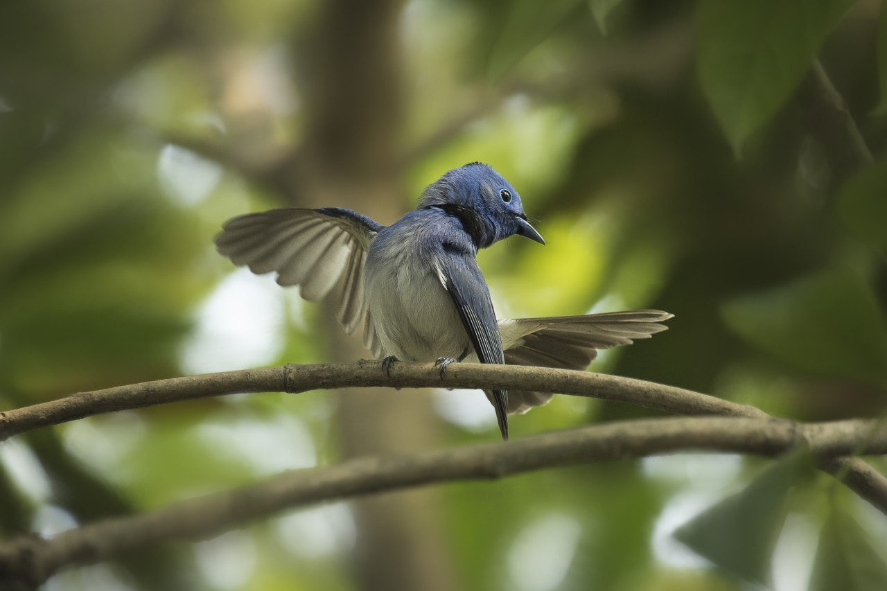 Free Wildlife photos. Black-naped monarch.
