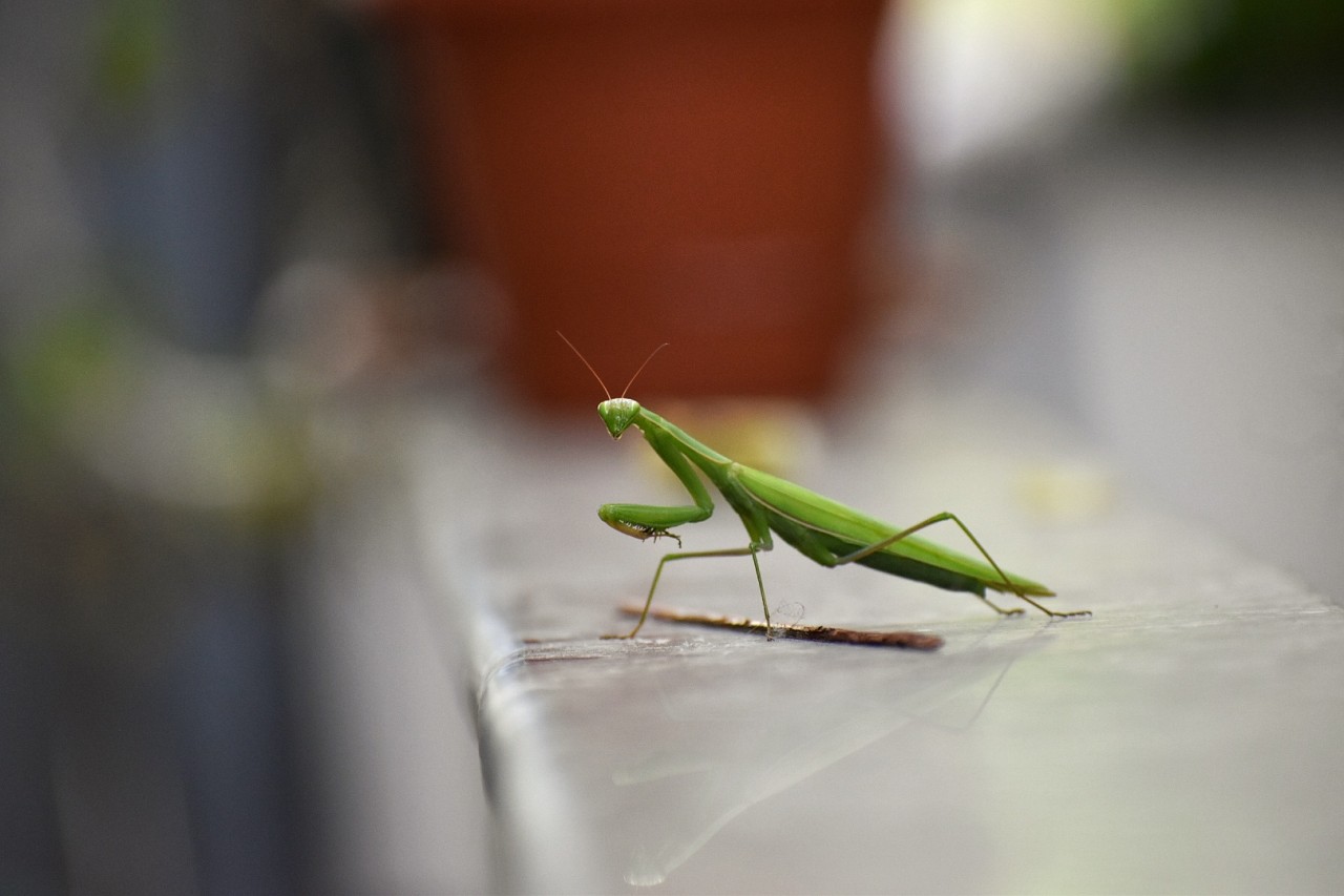 Free Macro photos. Mentis.