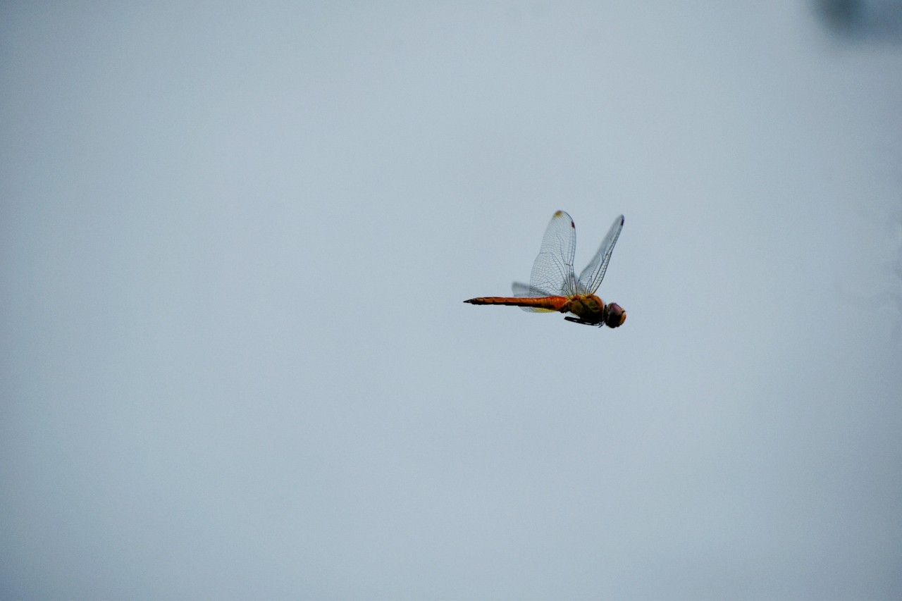 Dragon fly - Nature Photography Gallery