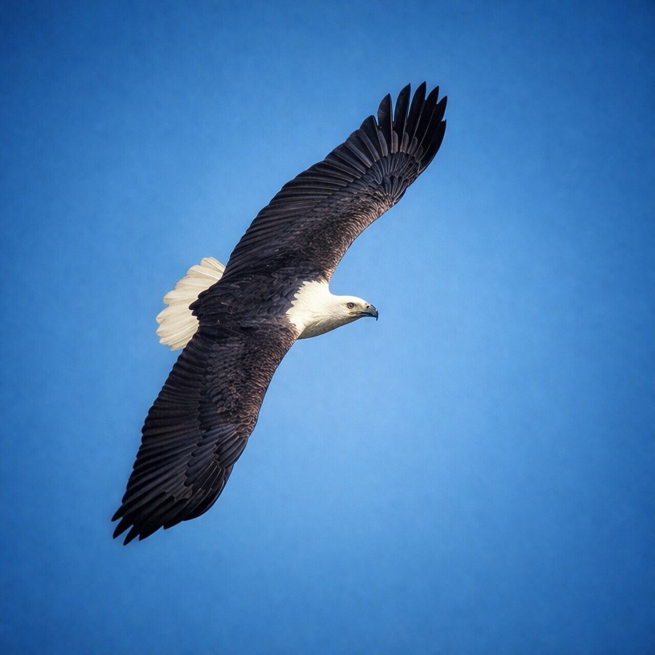 Free Wildlife photos. “Wings of Freedom” :).