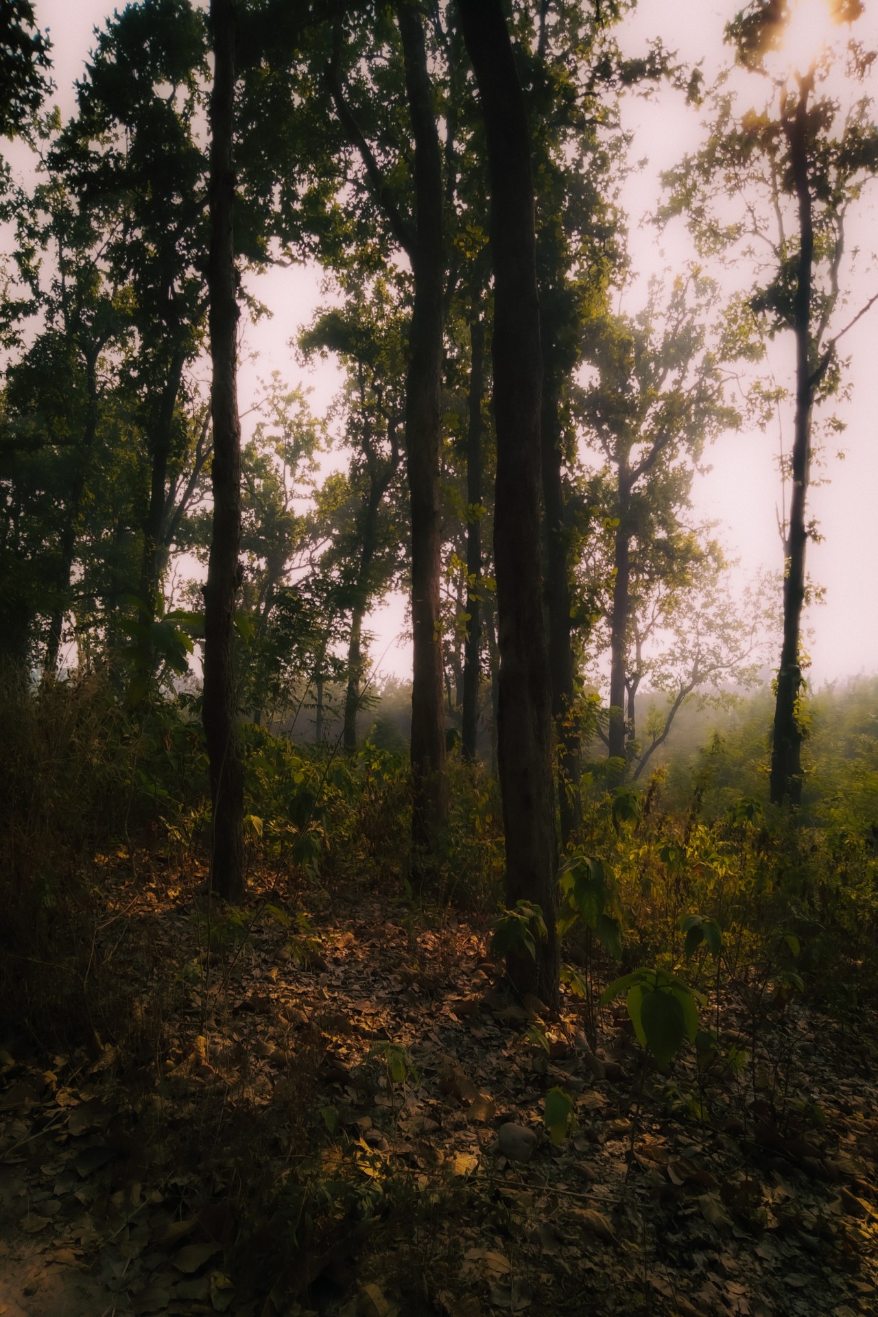 Free Forests photos. Golden sunlight whispers through the misty forest.