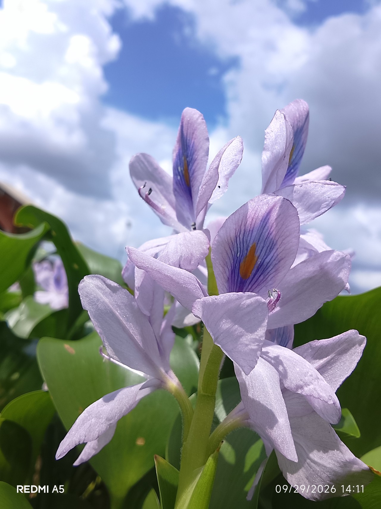 Free Flora photos. Beauty from the rivers.
