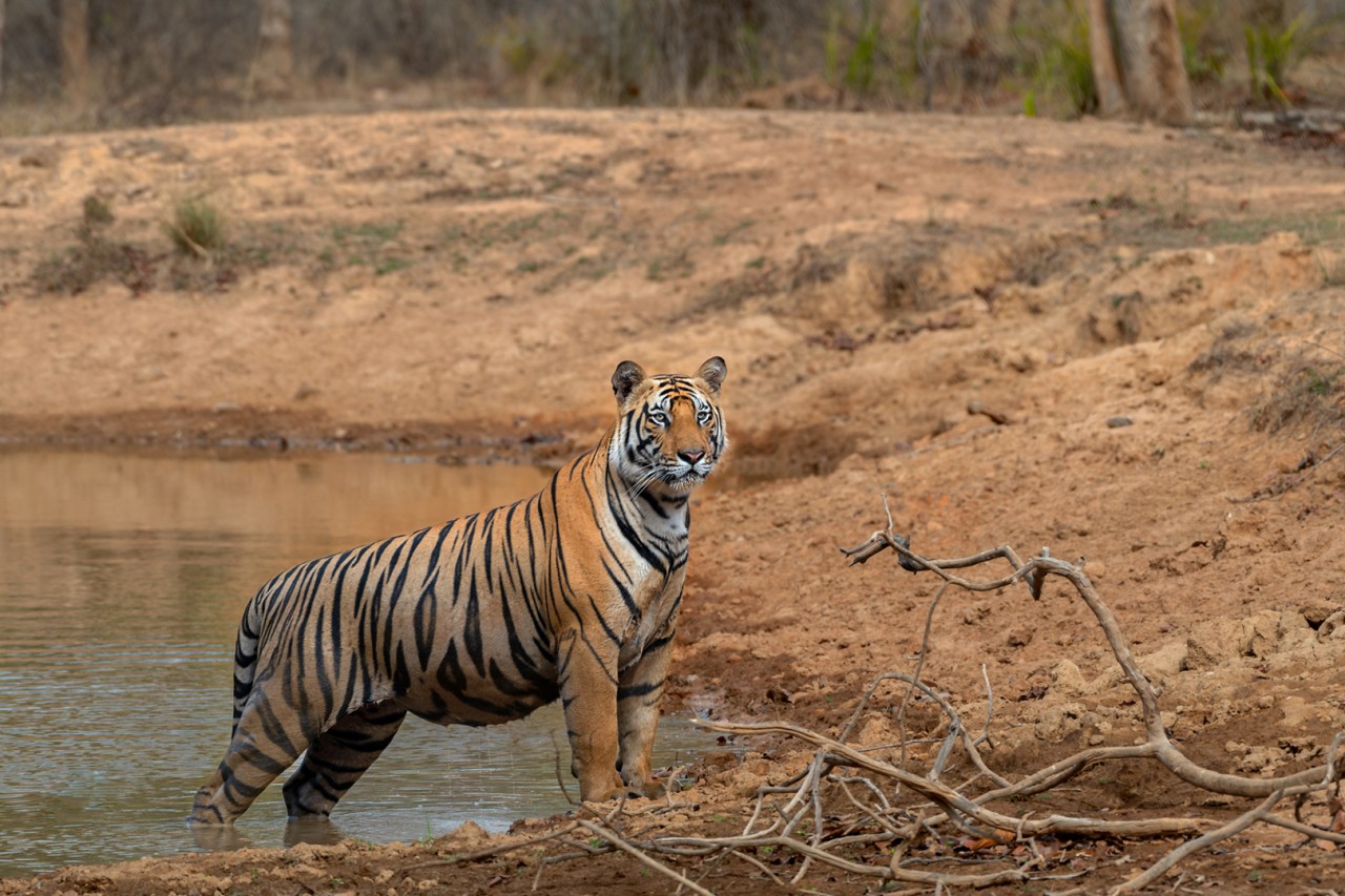 Royal Bengal Tiger - Nature Photography Gallery