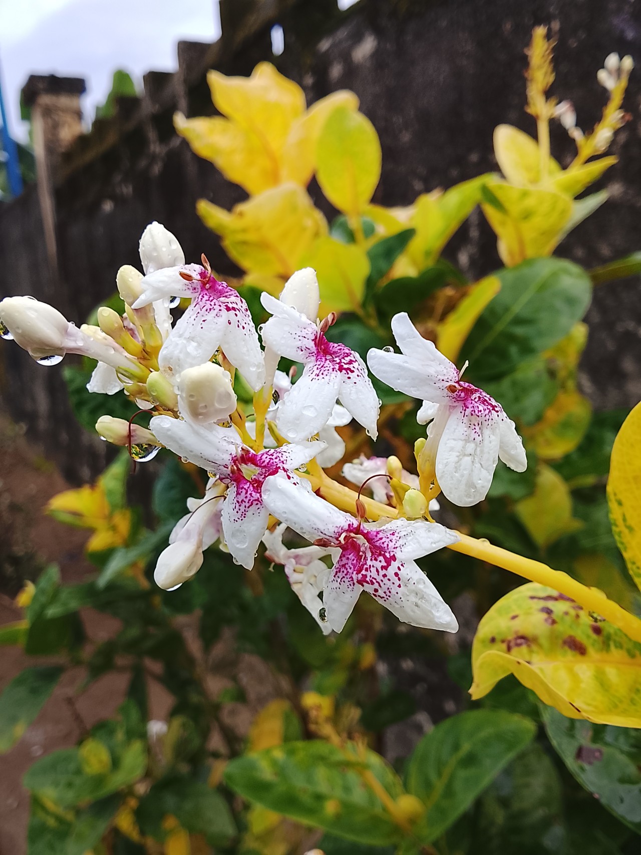Free Flora photos. Rain drops.