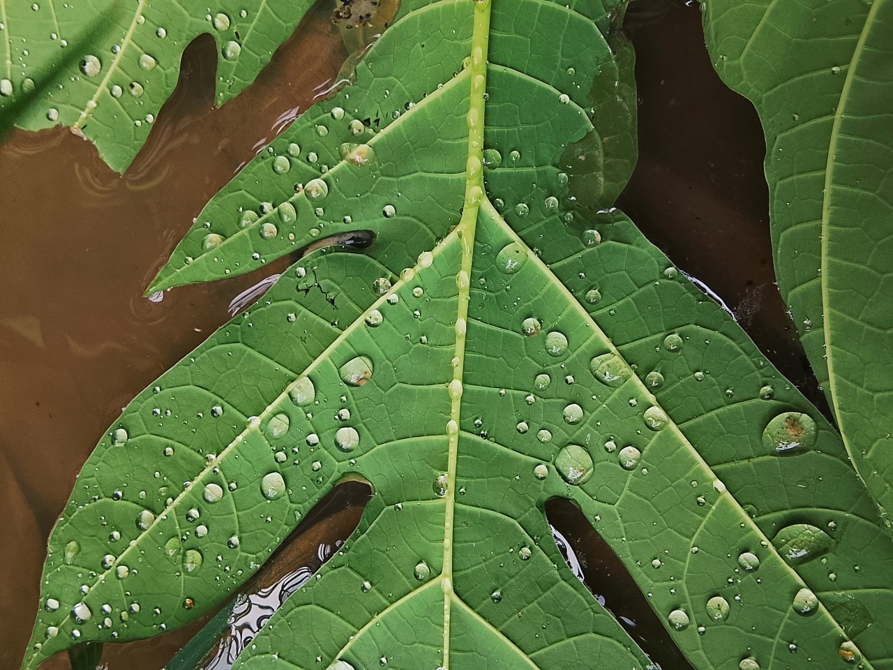 Drops of life - Nature Photography Gallery