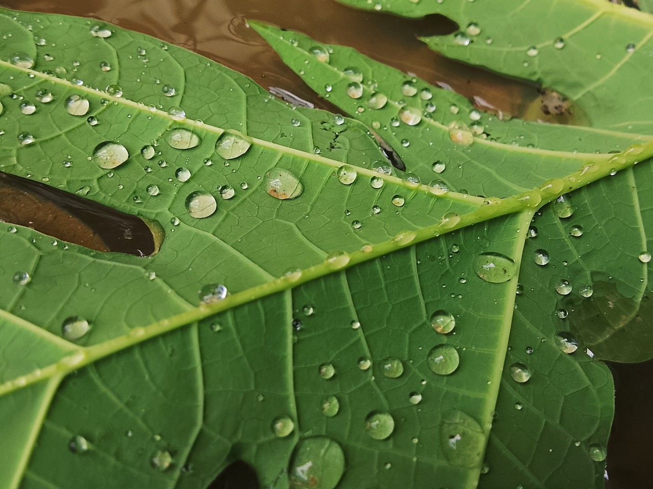 Paw paw leaf - Nature Photography Gallery