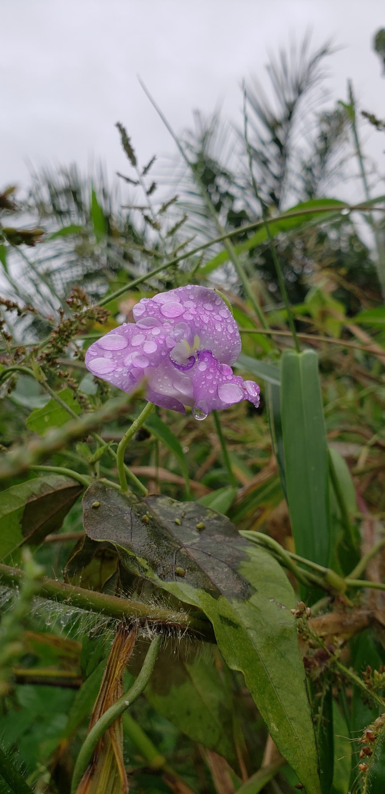 Orchid - Nature Photography Gallery