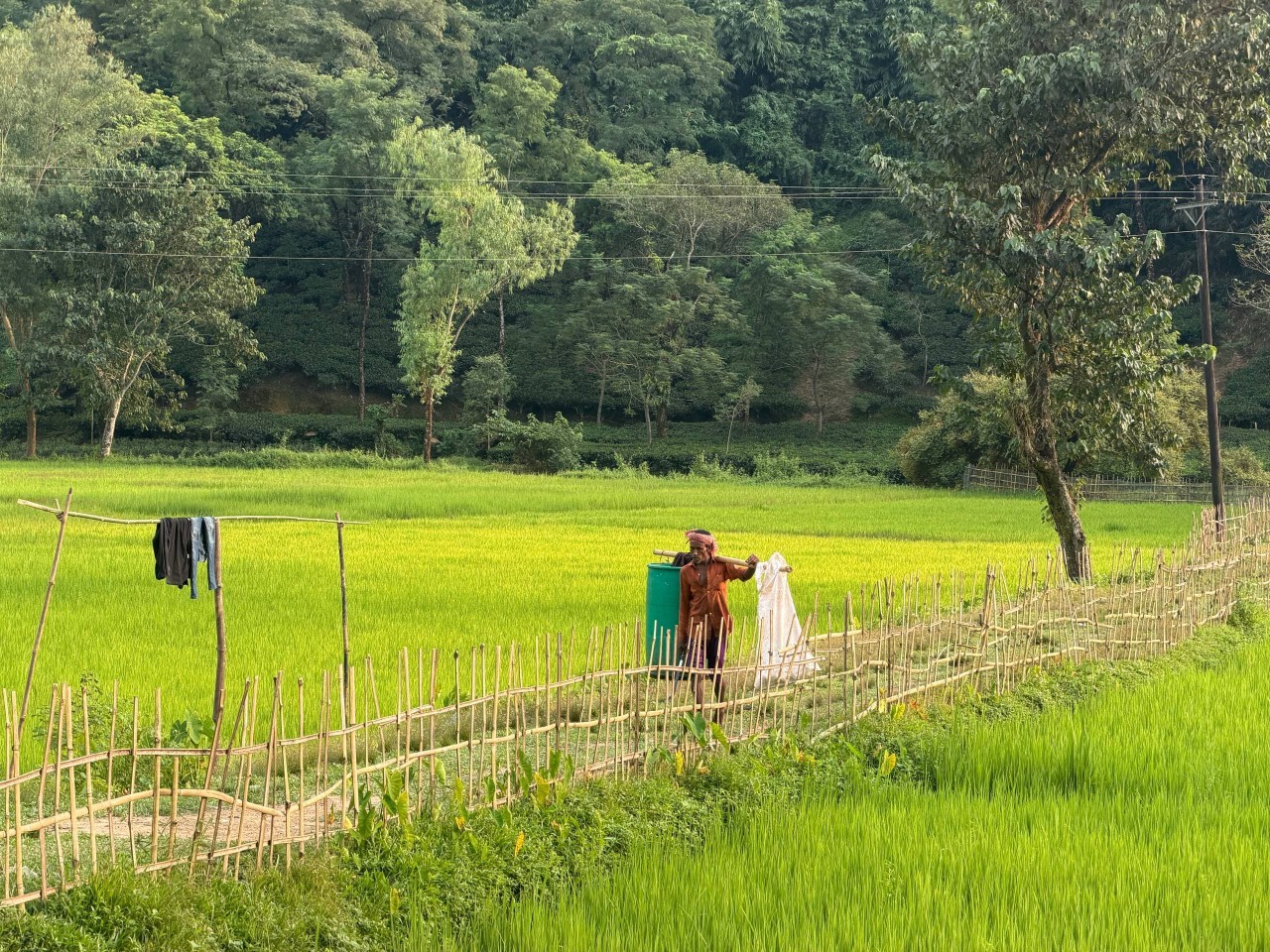 Free Landscapes photos. The Nature of Rural Bengal.