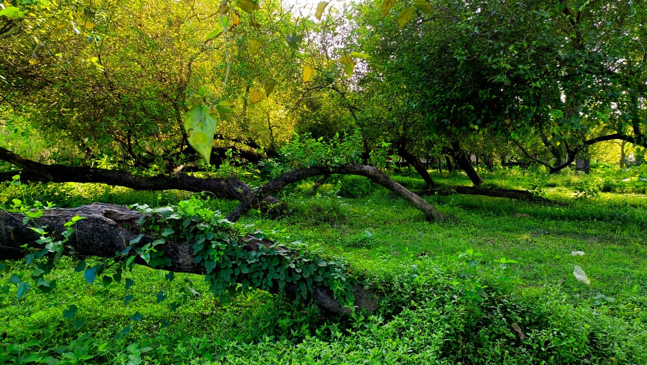 Free Landscapes photos. Irreversible Nature.