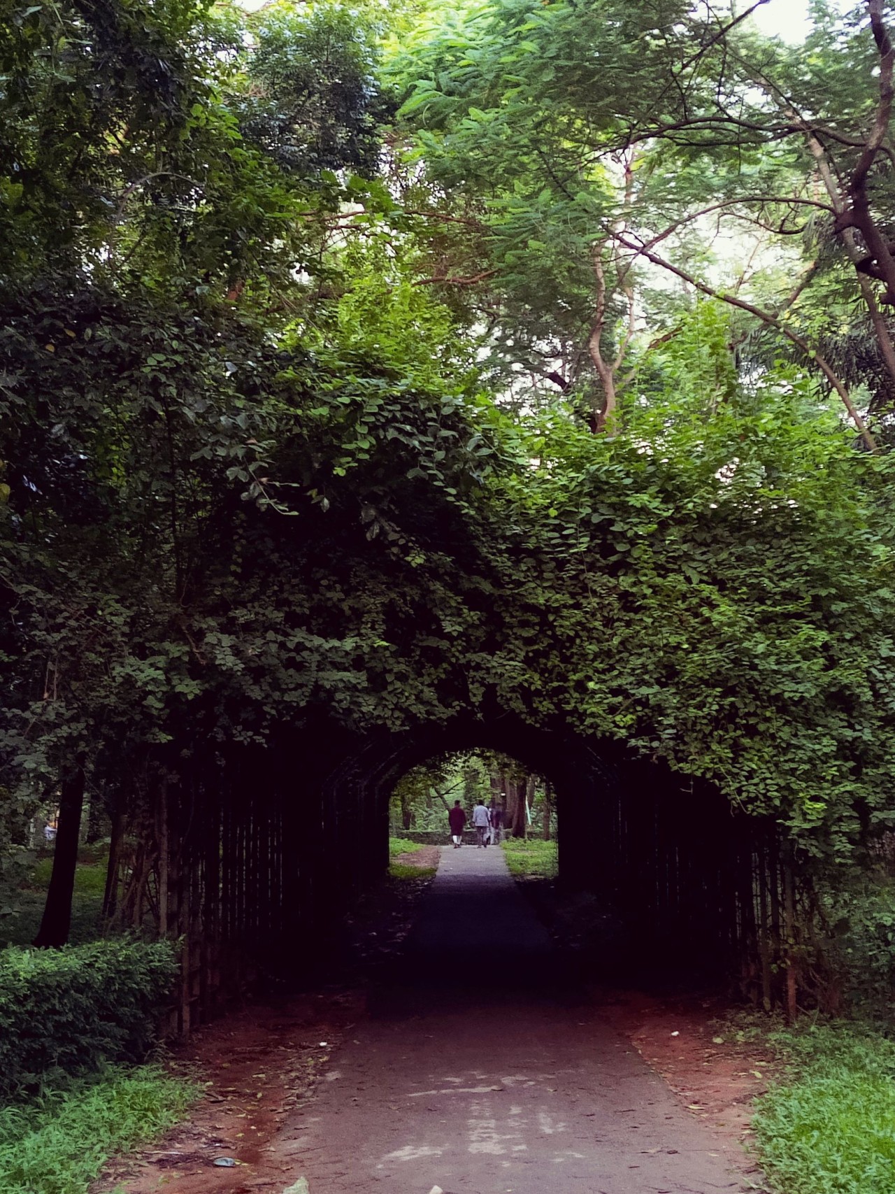 Forest, Bangladesh - Nature Photography Gallery