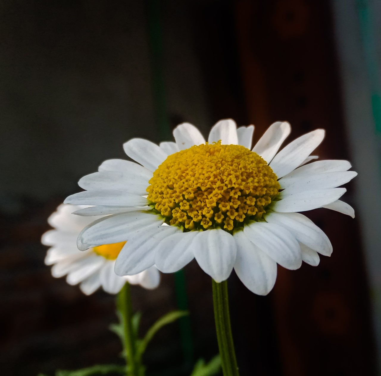 Free Flora photos. Daisy flower, Mymensingh, Bangladesh.