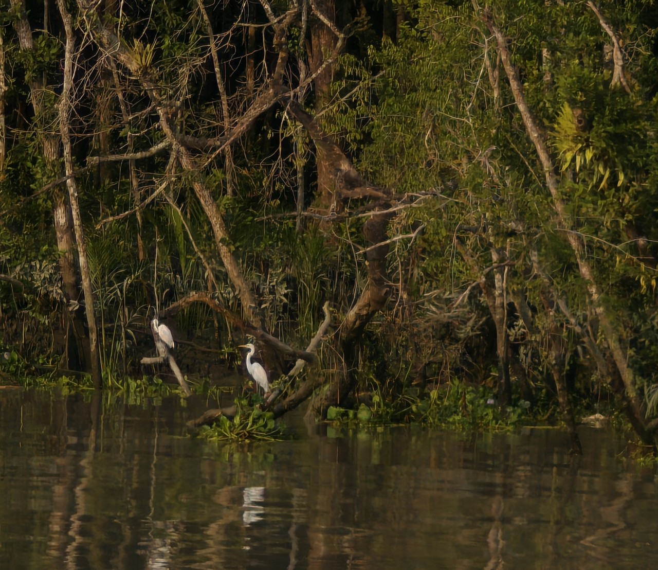 Free Wildlife photos. Whispers of the Mangroves.