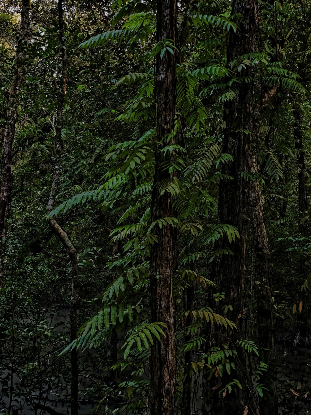 An Emerald Hush - Nature Photography Gallery