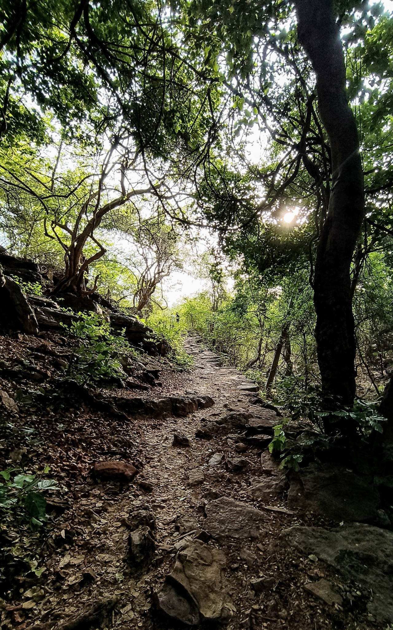 Free Forests photos. Ahobilam, Andhrapradesh.