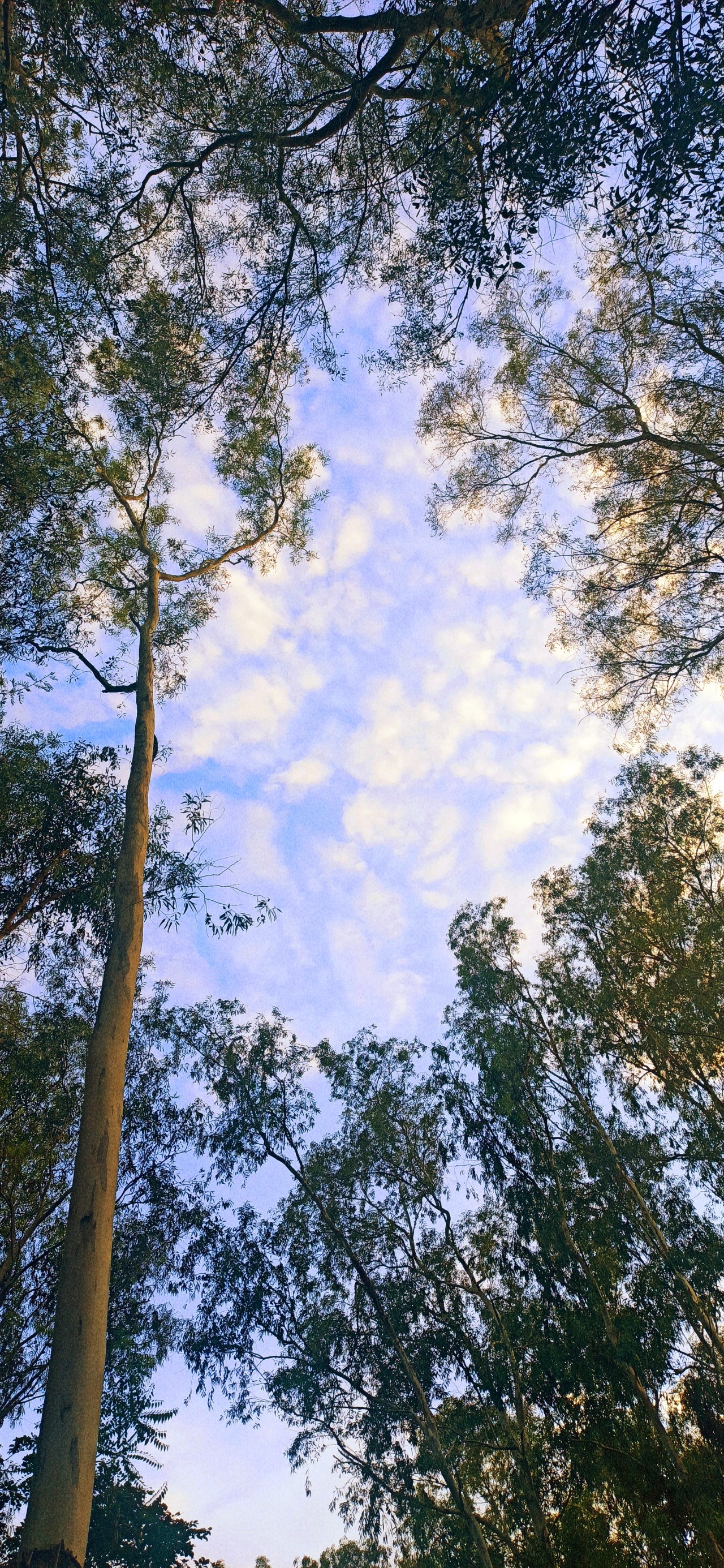 Skies - Nature Photography Gallery