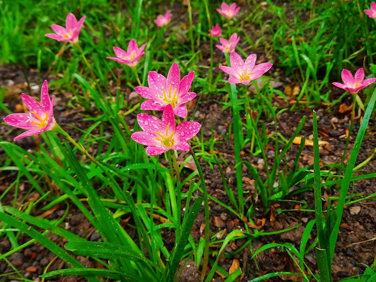 Pink rain lily - Nature Photography Gallery