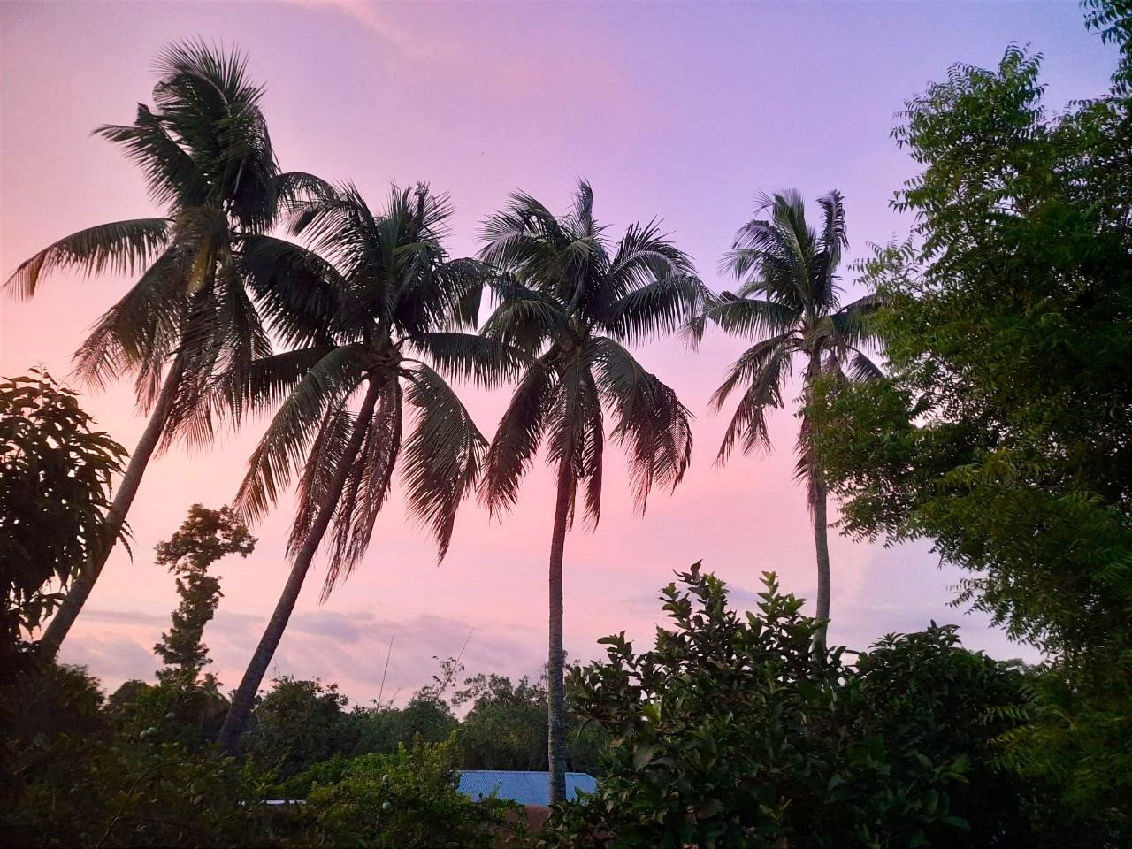 Dusk, Palms and Quiet Calm - Nature Photography Gallery