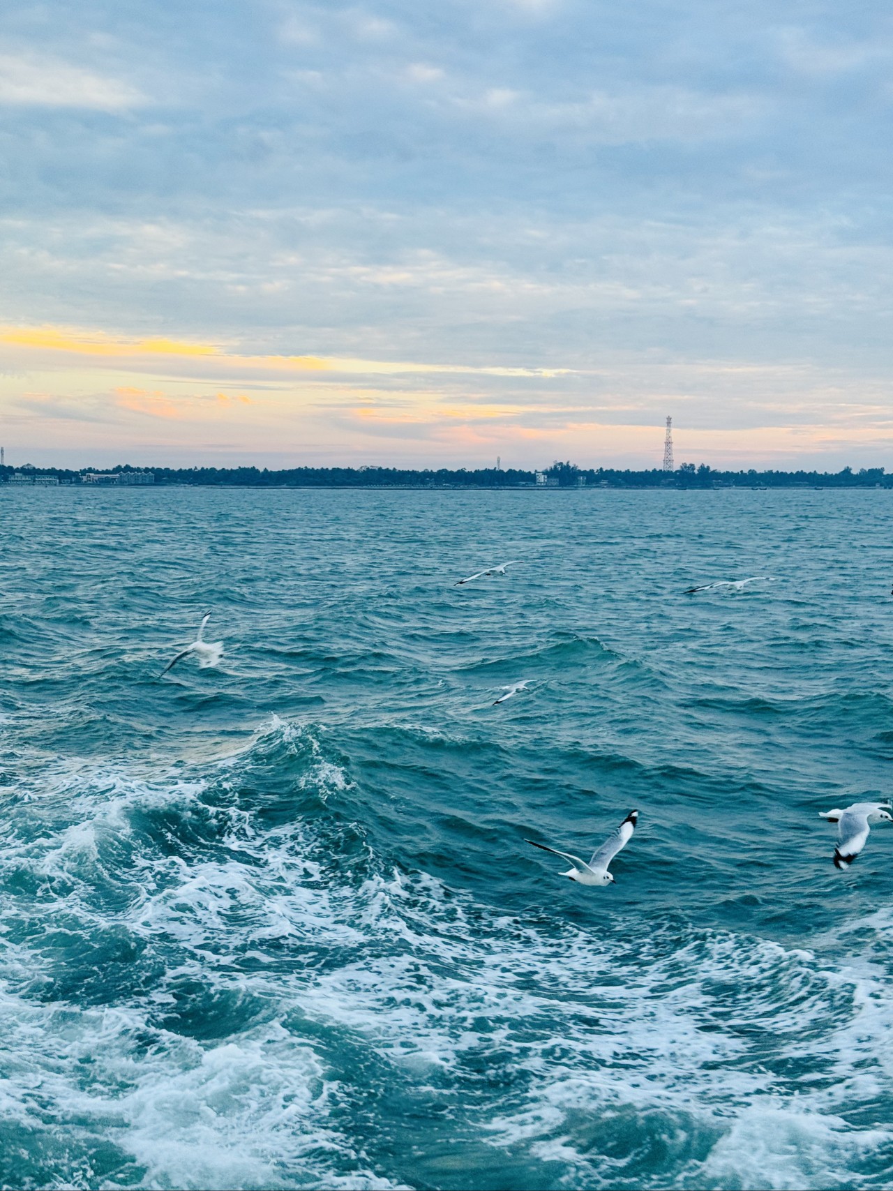 Free Seascapes photos. Seagull in Bay of Bengal.