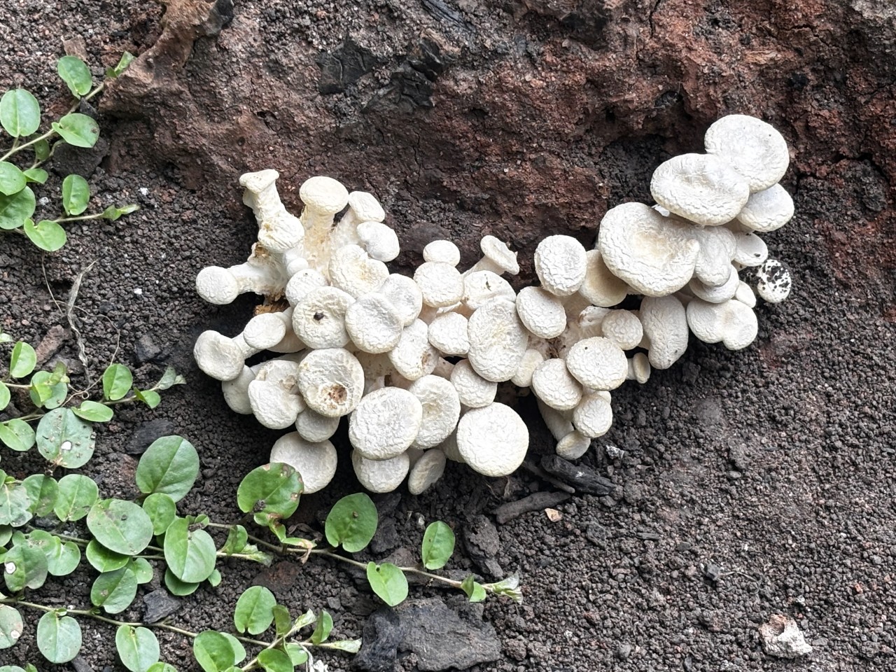 mushrooms - Nature Photography Gallery