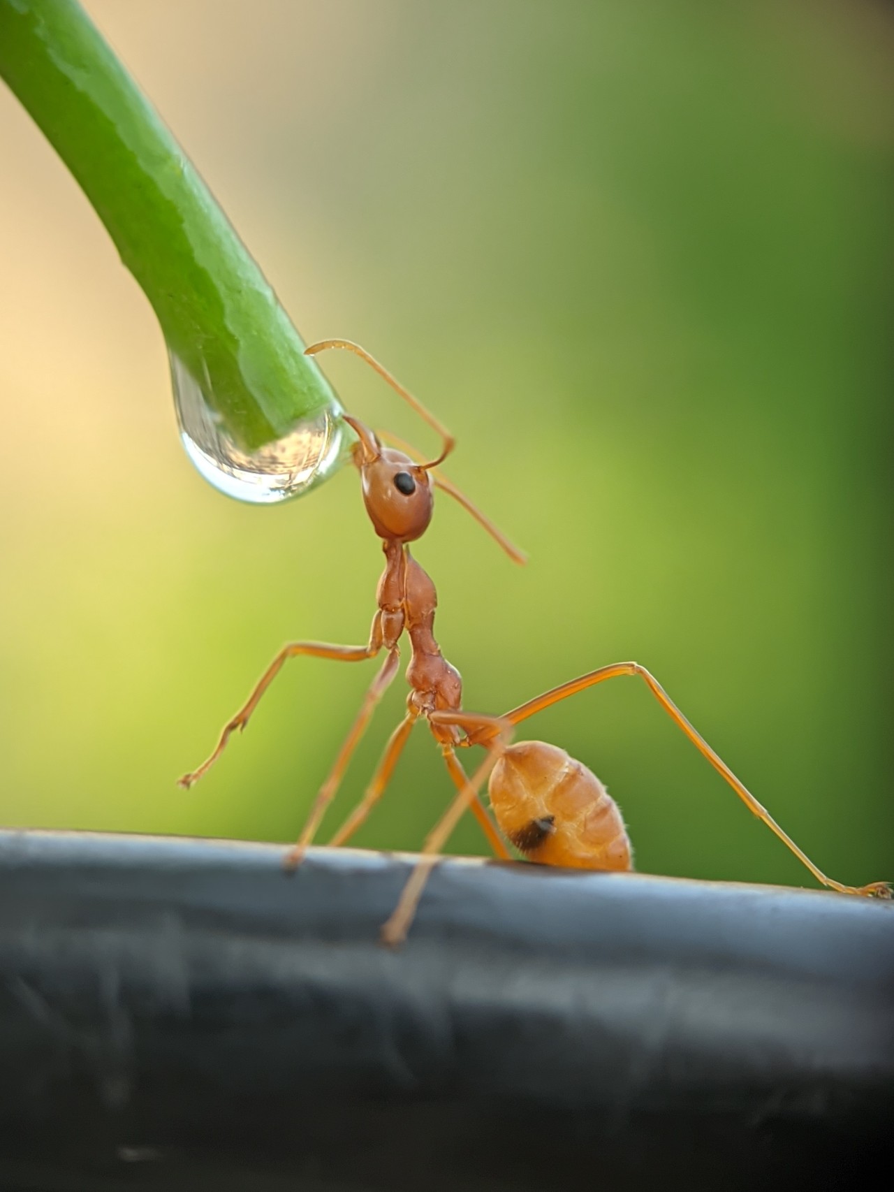 Weaver ant behaviour - Nature Photography Gallery