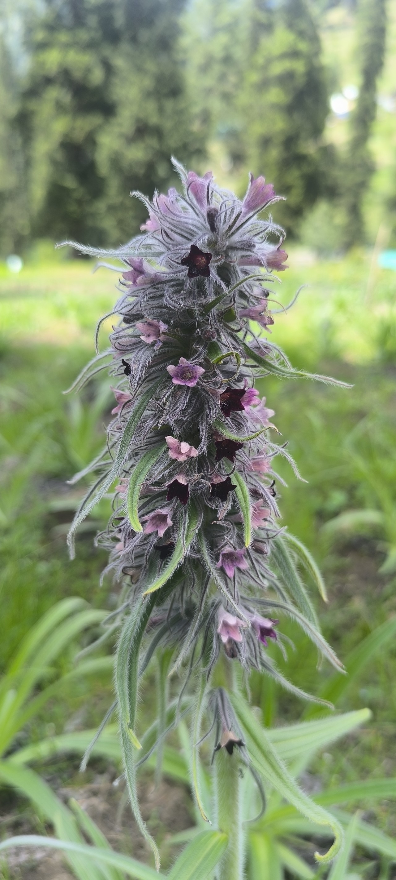 Free Flora photos. HIMALAYAN HERBS by Zamurd Futuristics Pvt Ltd.