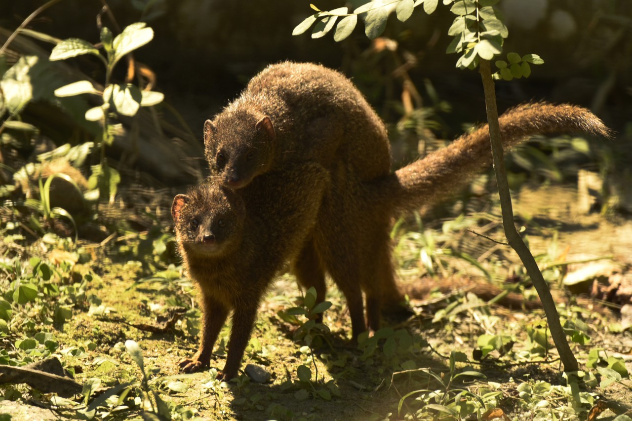 Mongoose mating - Nature Photography Gallery